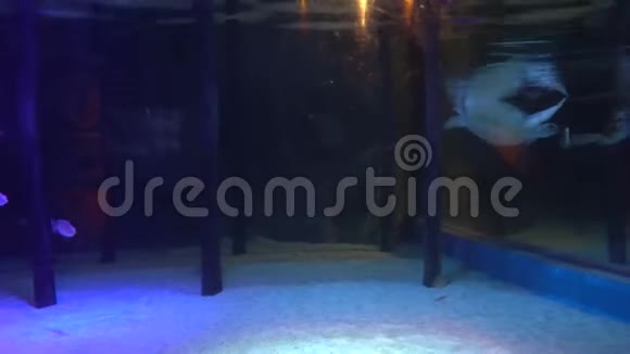 海龟在清澈的水中游过沙底视频的预览图
