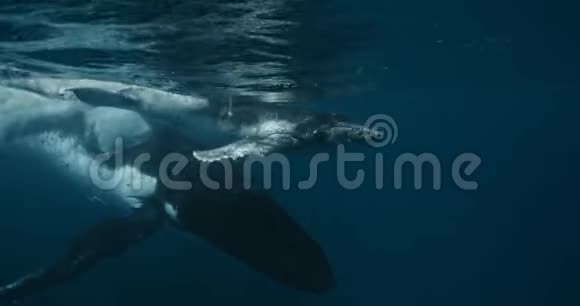 母亲和小牛驼背鲸在印度洋迁徙期间在14位彩色电影摄影机上拍摄的录像视频的预览图