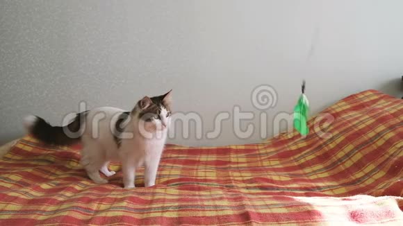 两只猫我慢慢地在床上玩羽毛视频的预览图