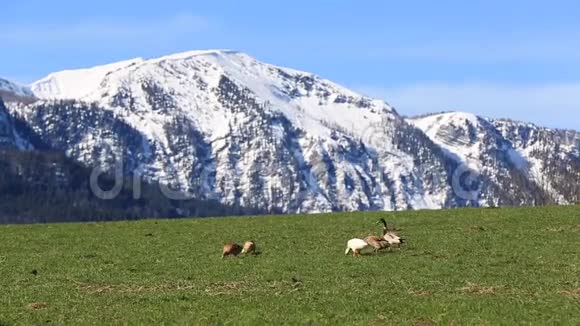 自由地鸭子在山上视频的预览图