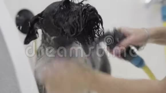 浴室里可爱的狗洗衣服的狗女孩在浴室里给可爱的宠物洗澡湿可爱狗的肖像视频的预览图