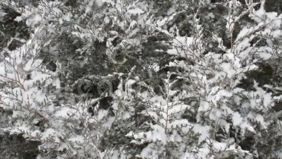 雪落在雪松树上视频的预览图