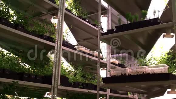 温室有几个架子上面装满了种植的幼苗植物生长视频的预览图