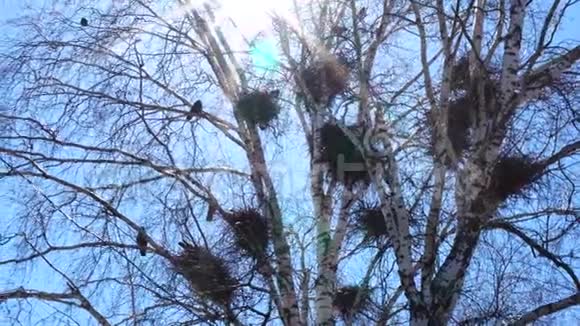 欧洲豺鸟的殖民地一群野狗在光秃秃的树梢上筑巢迎着晴朗的天空视频的预览图