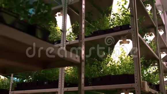 多层温室货架上生长的花草幼苗视频的预览图