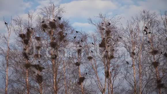 乌鸦在树上筑巢钩针与乌鸦飞翔乌鸦坐在靠近巢穴的树上乌鸦飞过的剪影视频的预览图