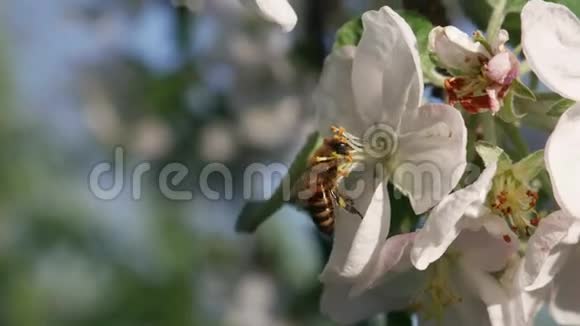 蜜蜂收集苹果花上的蜂蜜视频的预览图