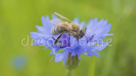 野生蜜蜂坐在美丽的蓝色矢车菊上的特写镜头花是由蜜蜂授粉的自然概念视频的预览图