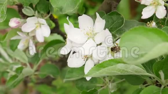 蜂蜜蜜蜂污染苹果树视频的预览图