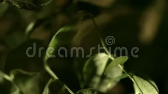 在植物的绿叶之间森林中的深色灌木木景视频的预览图