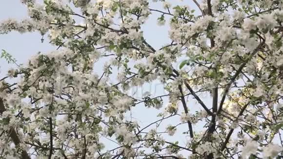 花苹果树在天空背景上视频的预览图