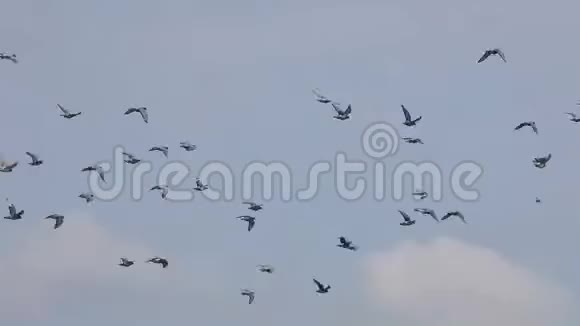 在多云的天空中飞行的一只快速赛鸽视频的预览图
