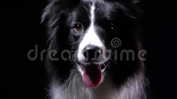 靠近一只美丽的黑白狗环顾四周吠叫视频的预览图