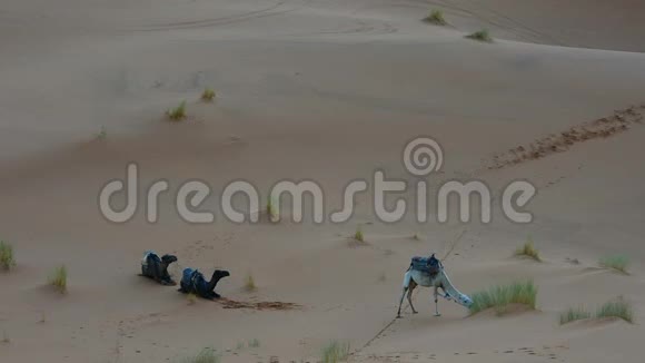 在摩洛哥撒哈拉休息骆驼视频的预览图