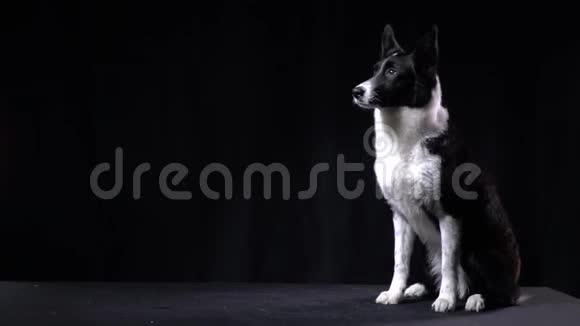 一个狗驯养员命令狗来视频的预览图