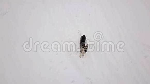 狗看着飞翔的无人机下雪的冬天视频的预览图