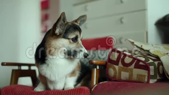 滑稽可爱的三色狗威尔士科吉犬躺在家里的椅子上视频的预览图