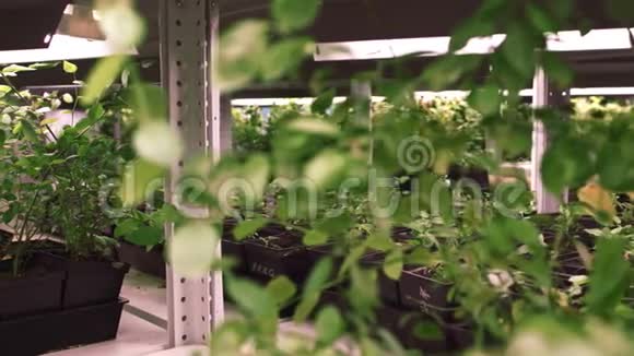 生长在绿色房子里的年轻植物在农场为商业而种植的植物视频的预览图