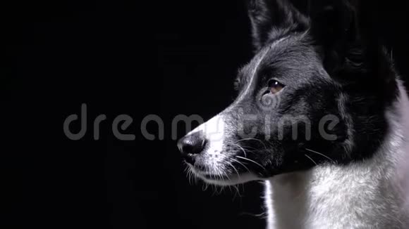 漂亮的狗白色和黑色的短毛在舔黑色的背景视频的预览图