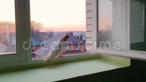 日落时分从窗外飞来的白鸽视频的预览图