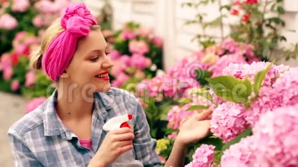 一个女人在夏天给粉红色的绣球花浇水令人难以置信的美丽的粉红色花一个女人在夏天浇水这就是视频的预览图