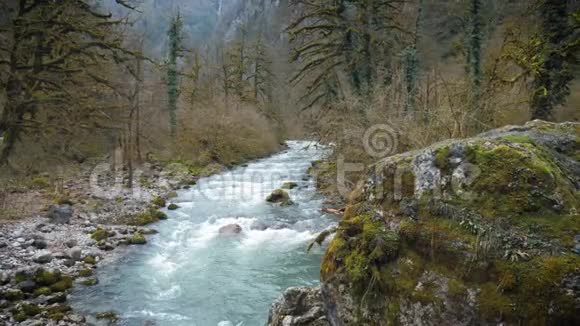 在有石头的山河中快速的水流来自冰川的新鲜冷水自然景观与树木视频的预览图