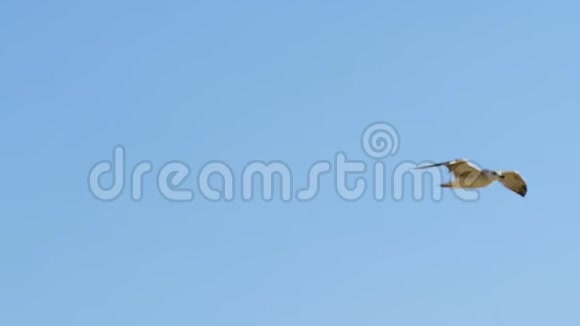 鸟海鸥向天空飞翔视频的预览图