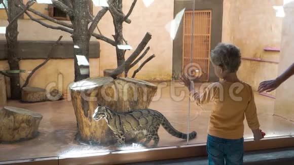 小男孩看着动物园里的野大理石猫视频的预览图