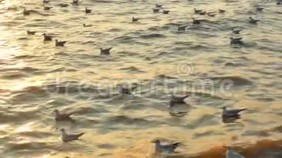 晚上许多海鸥在水面上漂浮和放松视频的预览图
