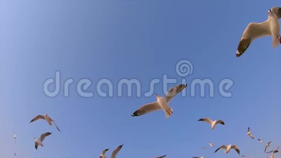 许多美丽的海鸥在蓝天上缓慢地飞翔视频的预览图