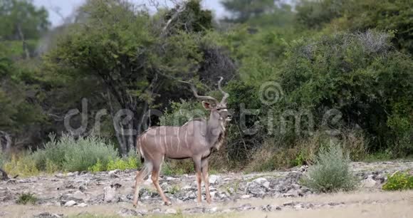 大库都非洲野生动物和荒野狩猎视频的预览图