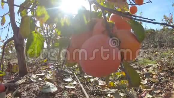 黄色的柿子在树上成熟国的秋园秋季柿果采收概念视频的预览图
