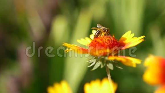 慢动作蜜蜂从花朵中收集花粉在晴天和温暖的天气里密切工作视频的预览图
