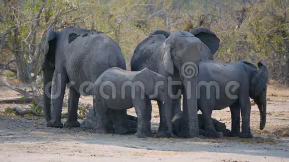 博茨瓦纳奥卡万戈三角洲莫雷米狩猎保护区的大象牧民视频的预览图