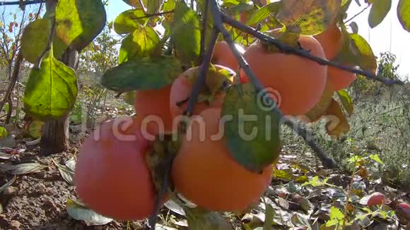 黄色的柿子在树上成熟国的秋园秋季柿果采收概念视频的预览图