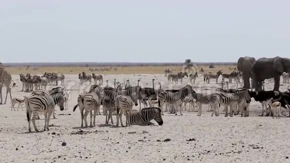 有大象斑马春羚和红玛瑙的水洞视频的预览图