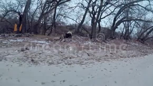 一只长着长发的大而漂亮的狗在树和河滩之间奔跑视频的预览图