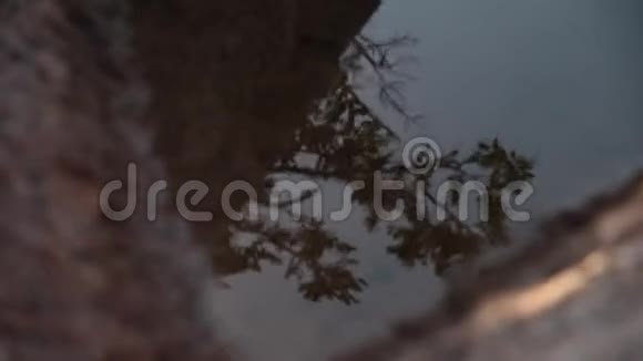 水坑里的百里香反射视频的预览图