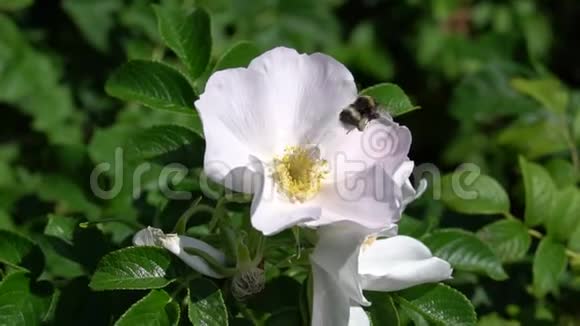 在公园或花园的背景下大黄蜂从白色的野生玫瑰花蕾上飞走了高清镜头录像视频的预览图