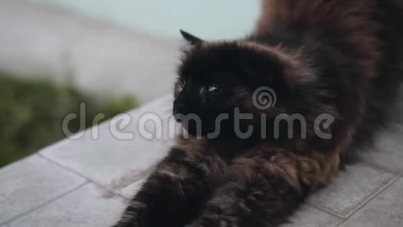 美丽的莫特利猫醒来睡后伸展关门视频的预览图