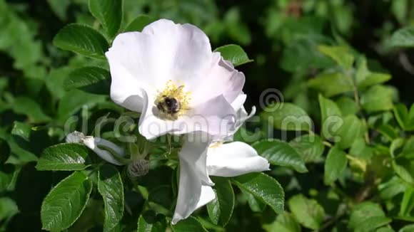 在公园或花园的背景下大黄蜂从白色的野生玫瑰花蕾上飞走了高清镜头录像视频的预览图