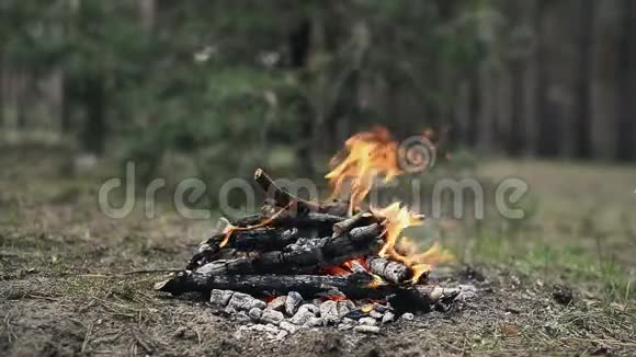 时光流逝的小营篝火在春林中燃烧视频的预览图