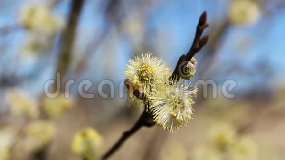 蜜蜂在树上开花采蜜春天视频的预览图