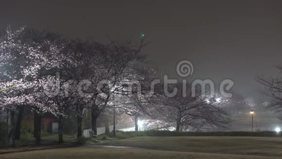 雨过后东京一个公园里的樱花和鸟儿叽叽喳喳的雾状晨景视频的预览图