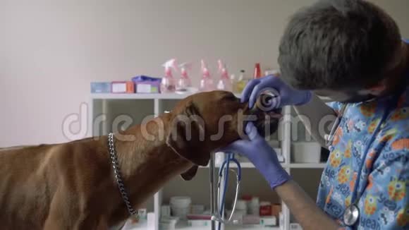 兽医检查狗的牙齿视频的预览图