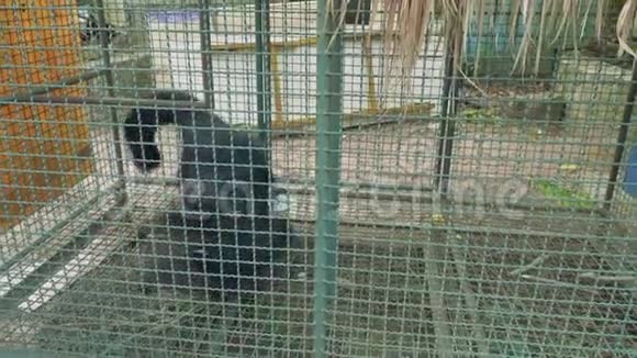 动物园鸟笼中的宾图龙视频的预览图