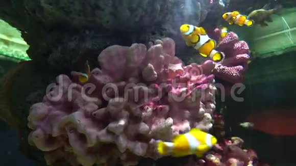 小丑鱼躲在海水中的珊瑚中视频的预览图