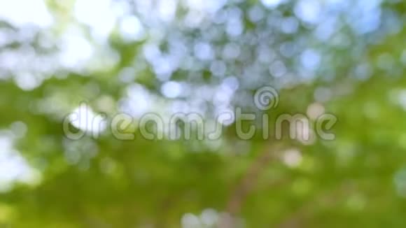 热带雨林中的博克树绿色植物背景视频的预览图