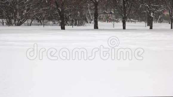 飘落的雪覆盖着树视频的预览图