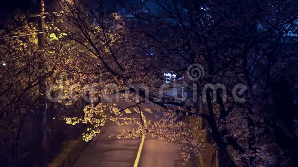 雨后东京一条街上樱花盛开视频的预览图